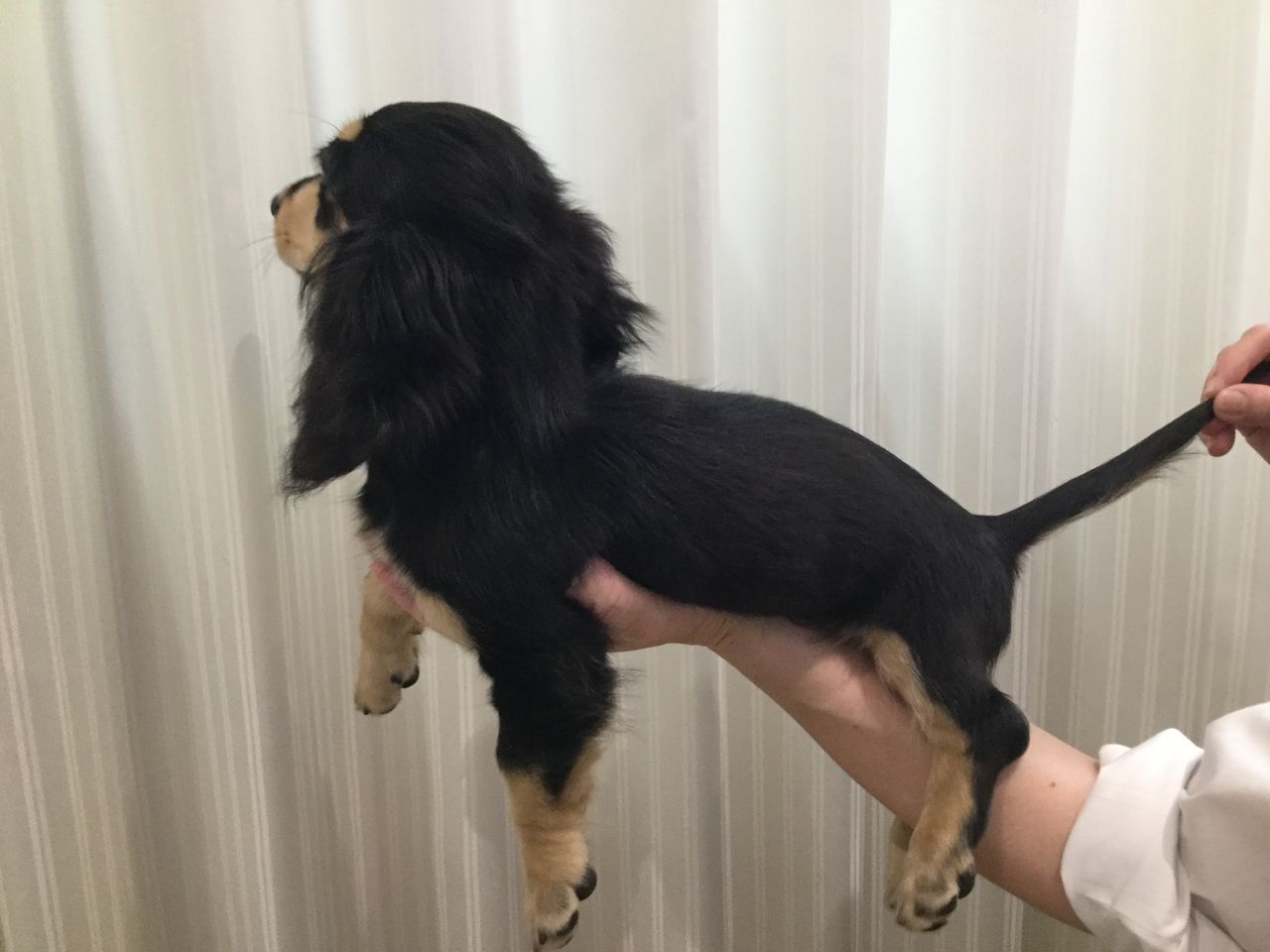 子犬紹介 群馬県高崎市 ワンラブ カインズ東部高崎店のブログ 子犬紹介 群馬県高崎市 ワンラブ カインズ東部高崎店のブログ