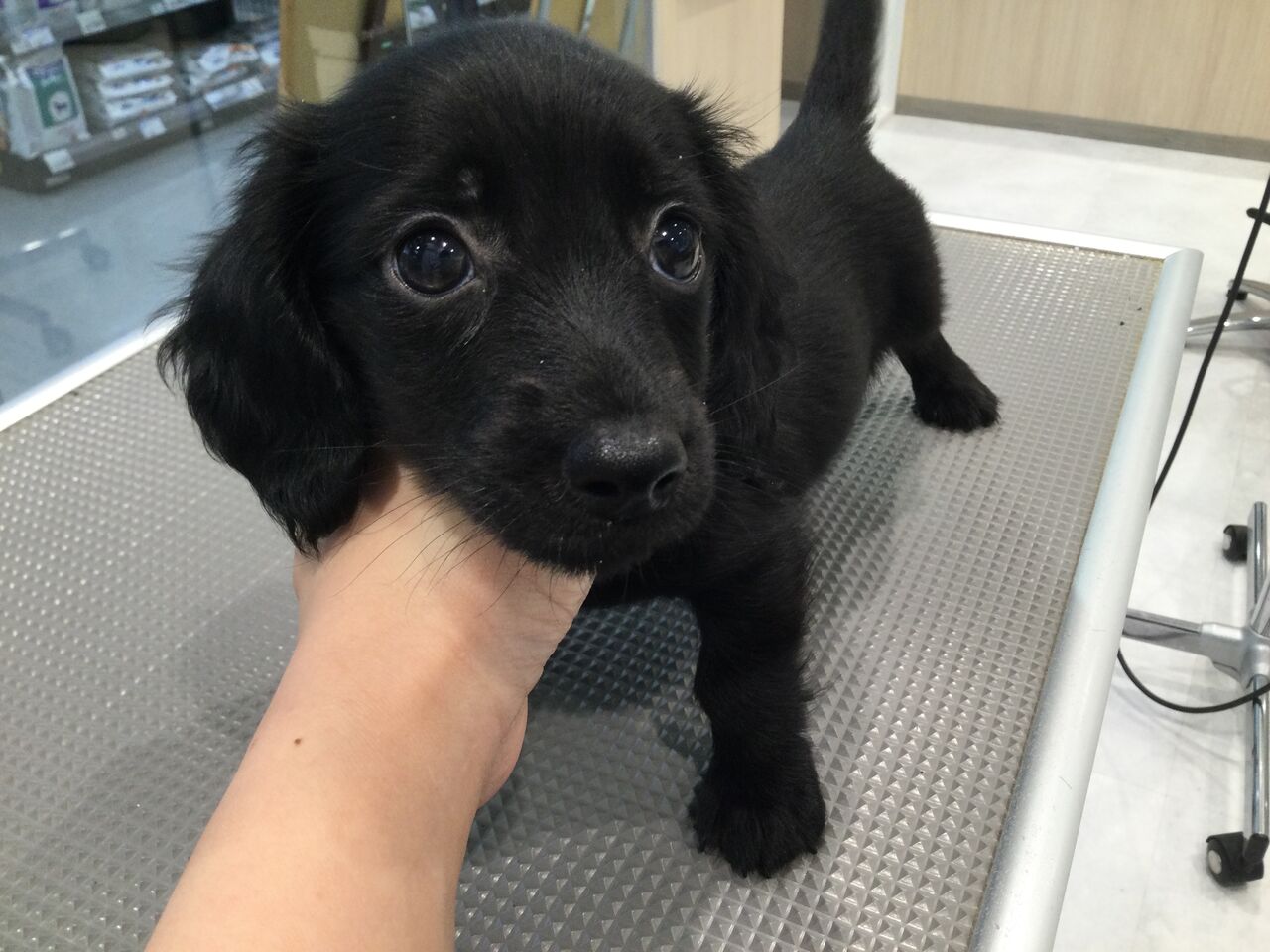 ミニチュアダックスフンド お店の子 シャンプー 今井 群馬県高崎市 ワンラブ カインズ東部高崎店のブログ