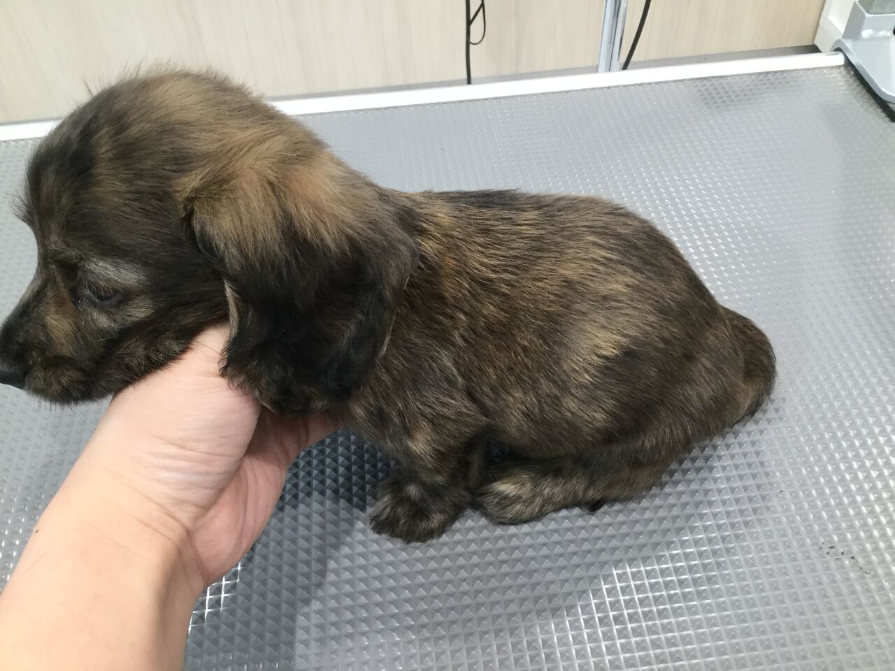 ミニチュアダックスフンド お店の子 シャンプー 今井 群馬県高崎市 ワンラブ カインズ東部高崎店のブログ ミニチュアダックスフンド お店の子 シャンプー 今井 群馬県高崎市 ワンラブ カインズ東部高崎店のブログ