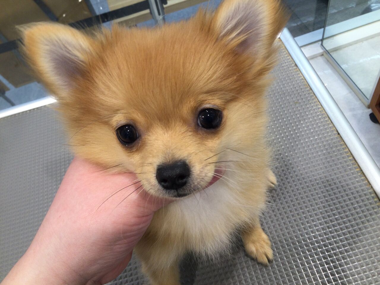 ポメチー お店の子 シャンプー 黒岩 群馬県高崎市 ワンラブ カインズ東部高崎店のブログ