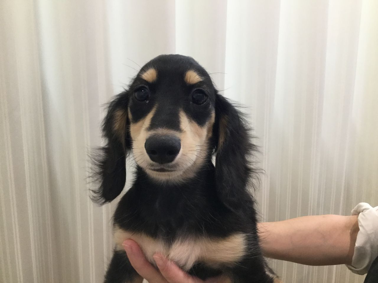 子犬紹介 群馬県高崎市 ワンラブ カインズ東部高崎店のブログ 子犬紹介 群馬県高崎市 ワンラブ カインズ東部高崎店のブログ