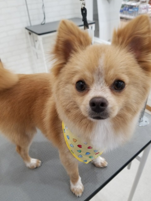 ポメチー☆★シャンプーカット 本中野 : 鹿児島県鹿児島市 ワンラブ ニシムタ N'sCITY谷山店 ブログ