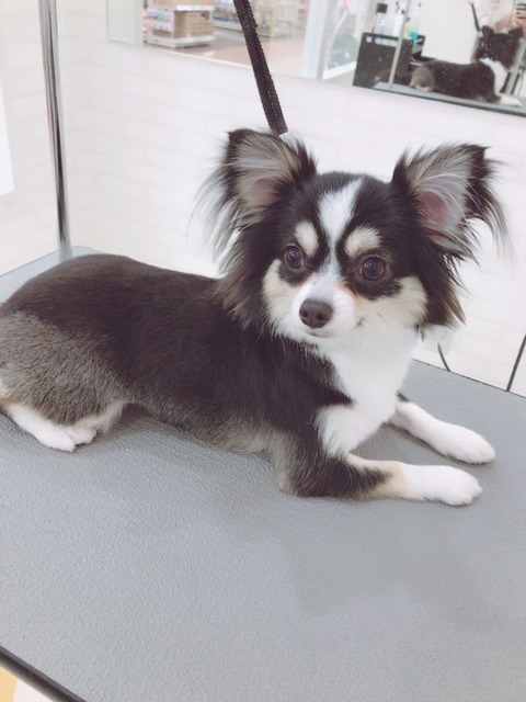 チワワ シャンプーカット 坂上 : 鹿児島県鹿児島市 ワンラブ ニシムタ N'sCITY谷山店 ブログ