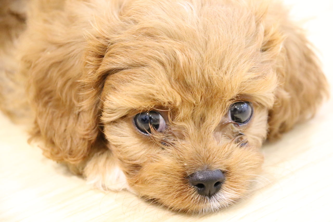 お店の子紹介 キャバプー 沖縄県うるま市 ワンラブ Mega ドン キホーテうるま店ブログ