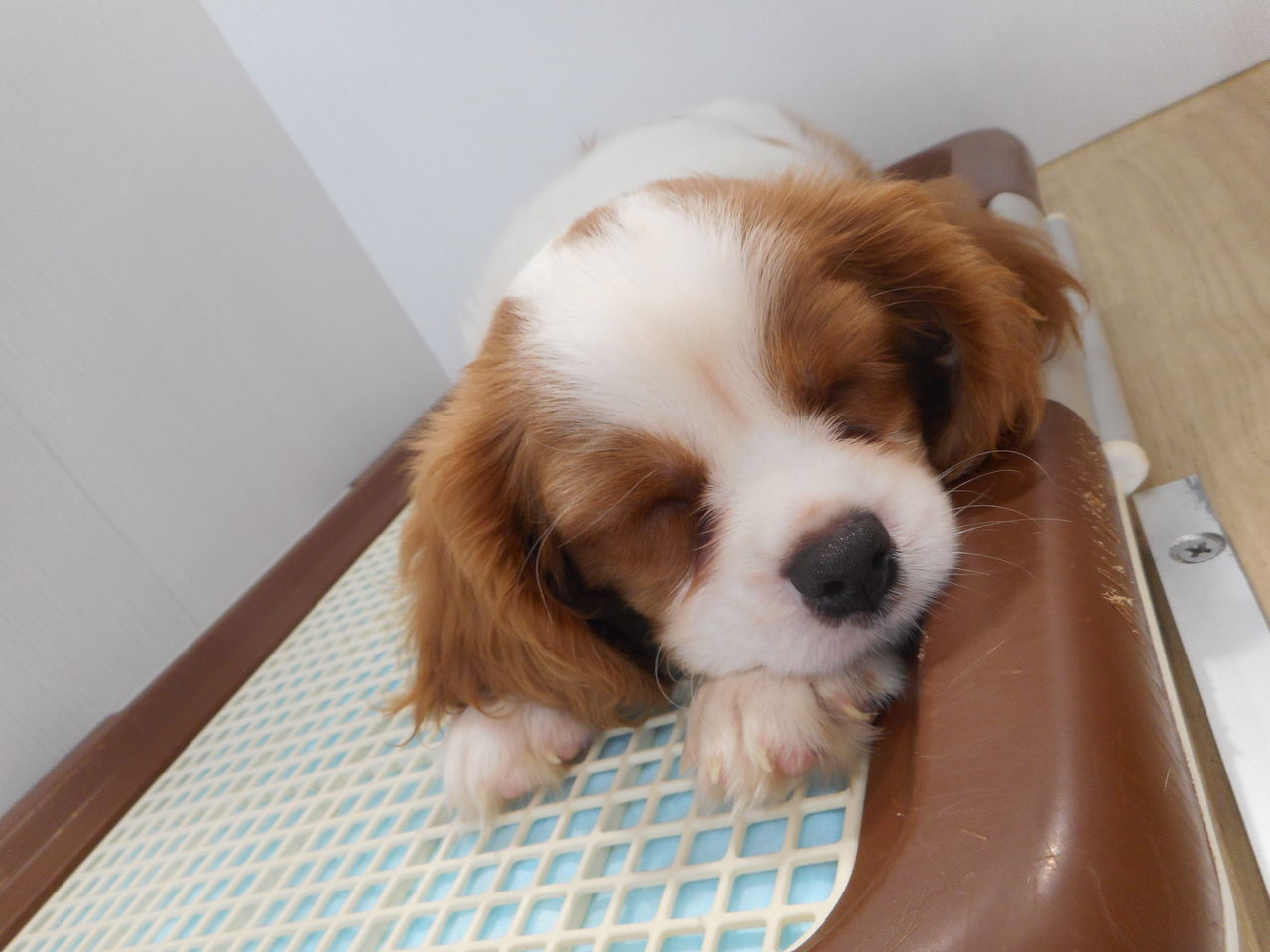 お店の子紹介 トイプードル キャバリア キングチャールズ スパニエル 沖縄県うるま市 ワンラブ Mega ドン キホーテうるま店ブログ