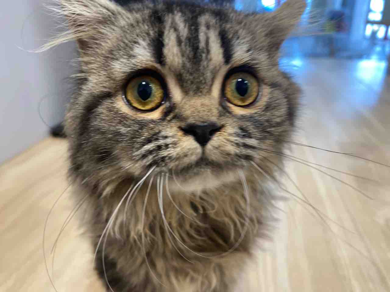 にゃんこちゃん 沖縄県うるま市 ワンラブ Mega ドン キホーテうるま店ブログ にゃんこちゃん 沖縄県うるま市 ワンラブ Mega ドン キホーテうるま店ブログ