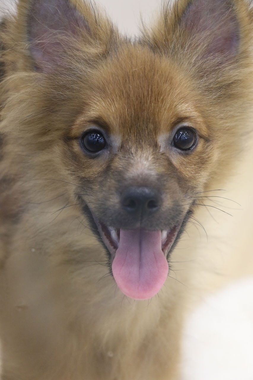 お店の子紹介 ポメチー ポメラニアン チワワ 沖縄県うるま市 ワンラブ Mega ドン キホーテうるま店ブログ