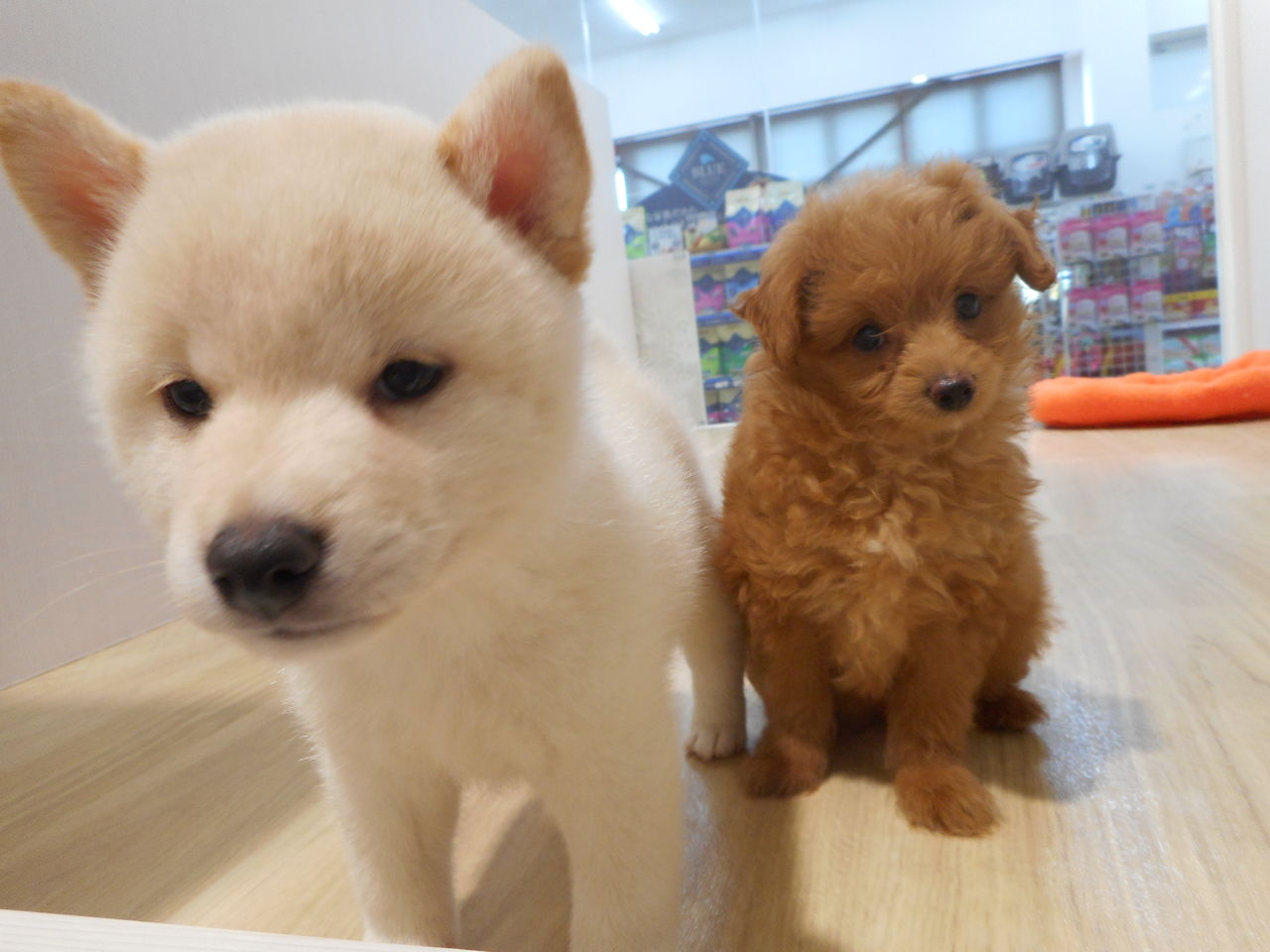 お店の子紹介 白柴 ポメプー 沖縄県うるま市 ワンラブ Mega ドン キホーテうるま店ブログ お店の子紹介 白柴 ポメプー 沖縄県うるま市 ワンラブ Mega ドン キホーテうるま店ブログ