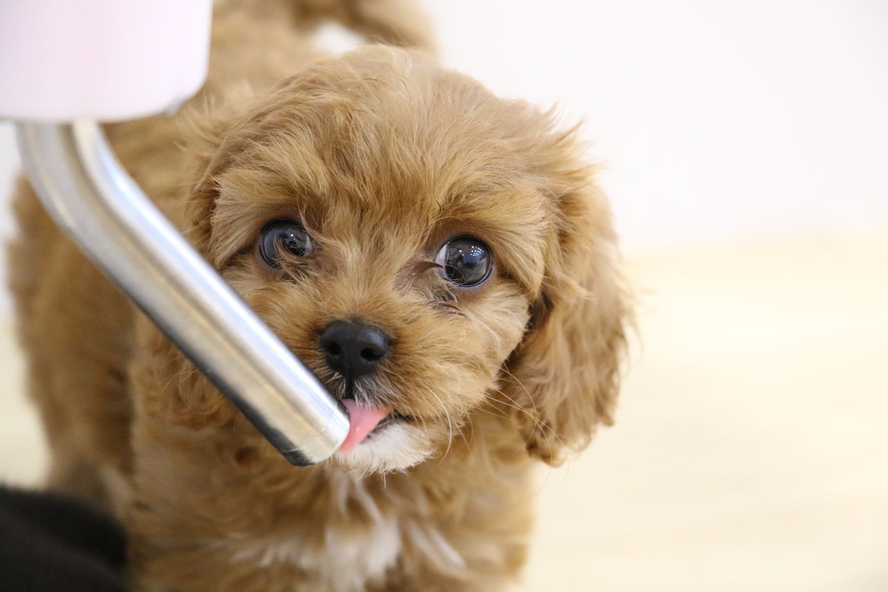 お店の子紹介 キャバプー 沖縄県うるま市 ワンラブ Mega ドン キホーテうるま店ブログ