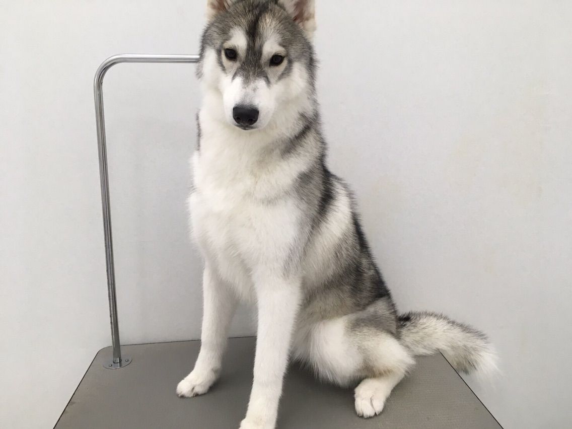 【ザビちゃん】【原画肉筆】ワンちゃん・ハスキー ザビちゃん】【原画肉筆】ワンちゃん・ハスキー 愛知県の