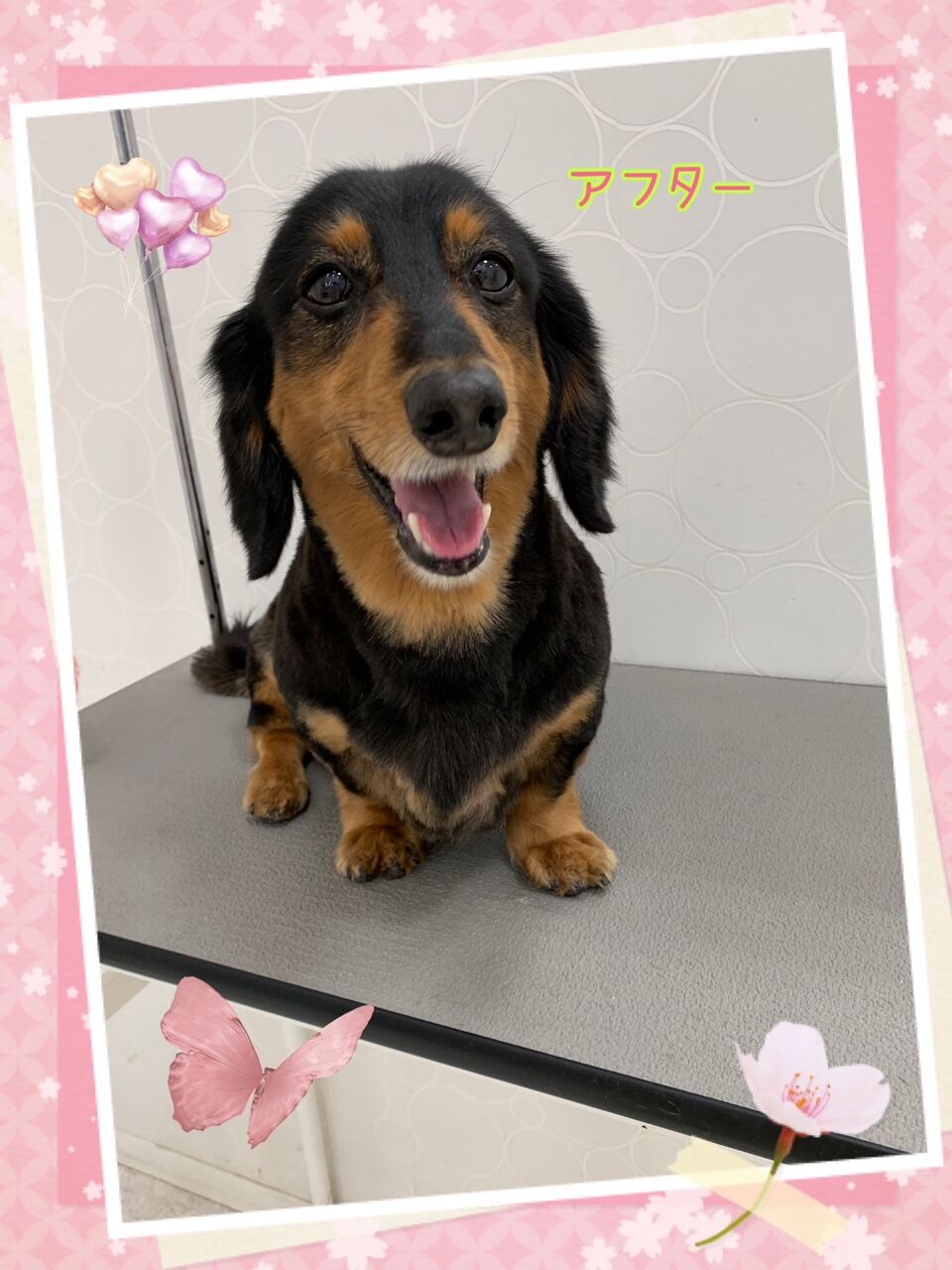 ミニチュアダックスフンド シャンプーカット 香川県宇多津市 ワンラブイオンタウン宇多津店blog