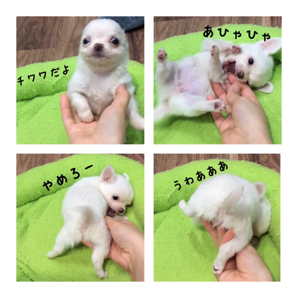 New Face 香川県宇多津市 ワンラブイオンタウン宇多津店blog