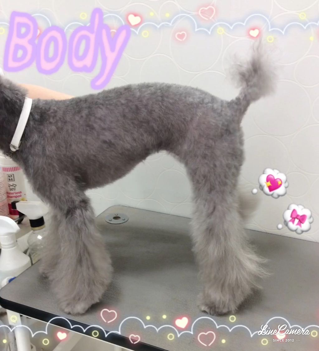 シュナプー Sc 年國 香川県宇多津市 ワンラブイオンタウン宇多津店blog