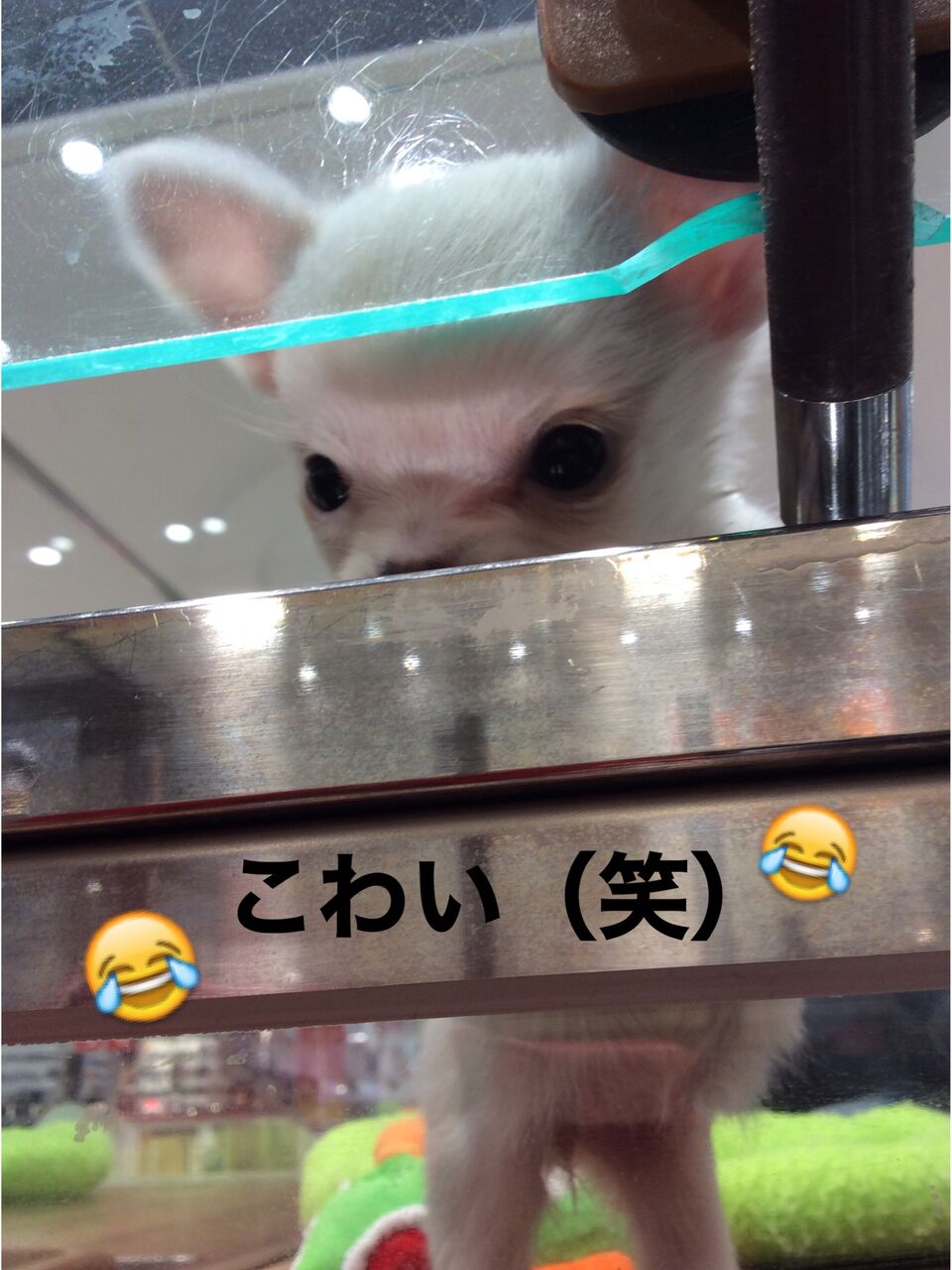 New Face 香川県宇多津市 ワンラブイオンタウン宇多津店blog