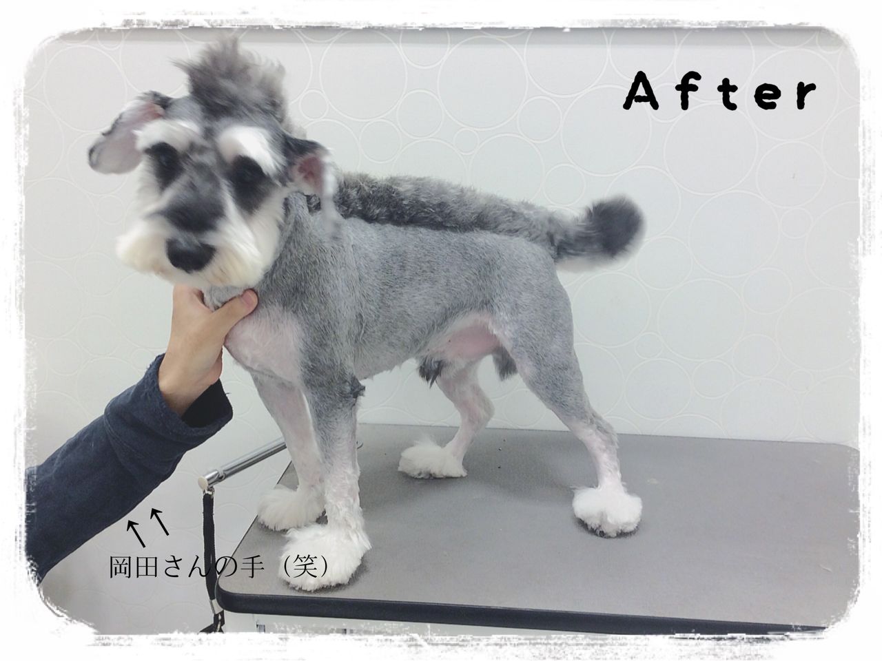 岡田さん家のバウくん🐲 : 香川県宇多津市 ワンラブイオンタウン宇多津 