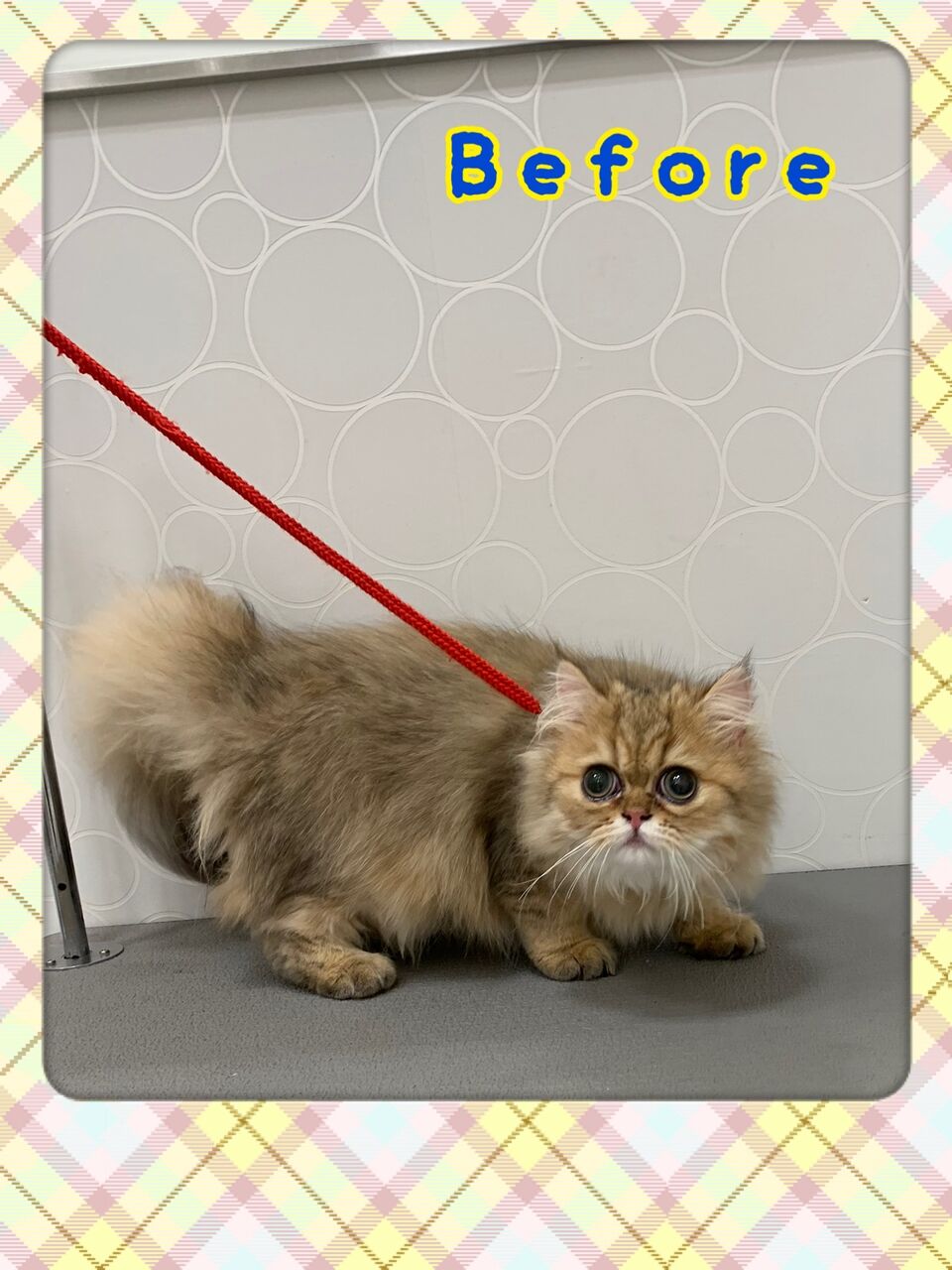 ペルシャ シャンプーカット 香川県宇多津市 ワンラブイオンタウン宇多津店blog