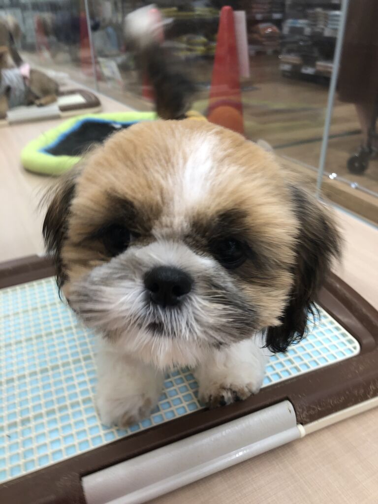 ５月終わり 熊本県宇土市 ワンラブ カインズ熊本宇土店 ブログ