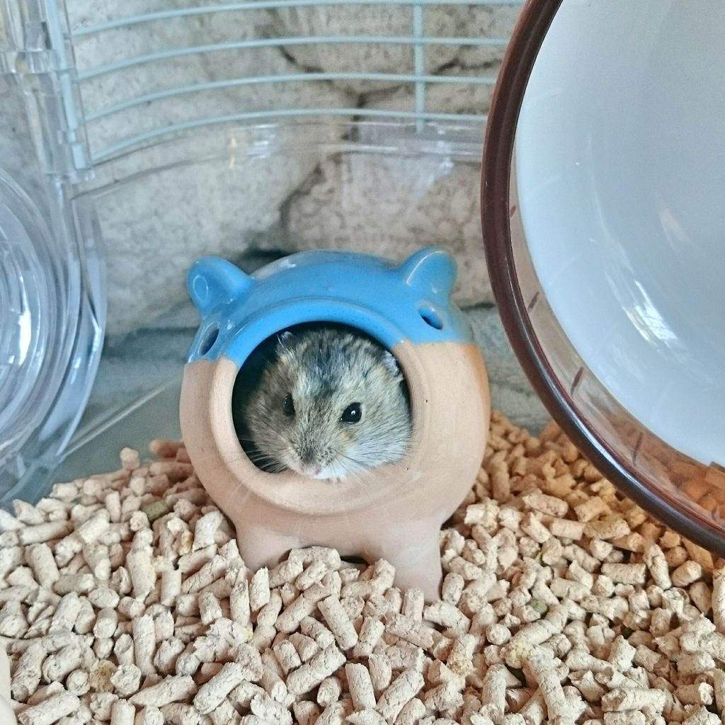 ハムスター いっぱい 岐阜県本巣郡 ワンラブ バロー北方店blog