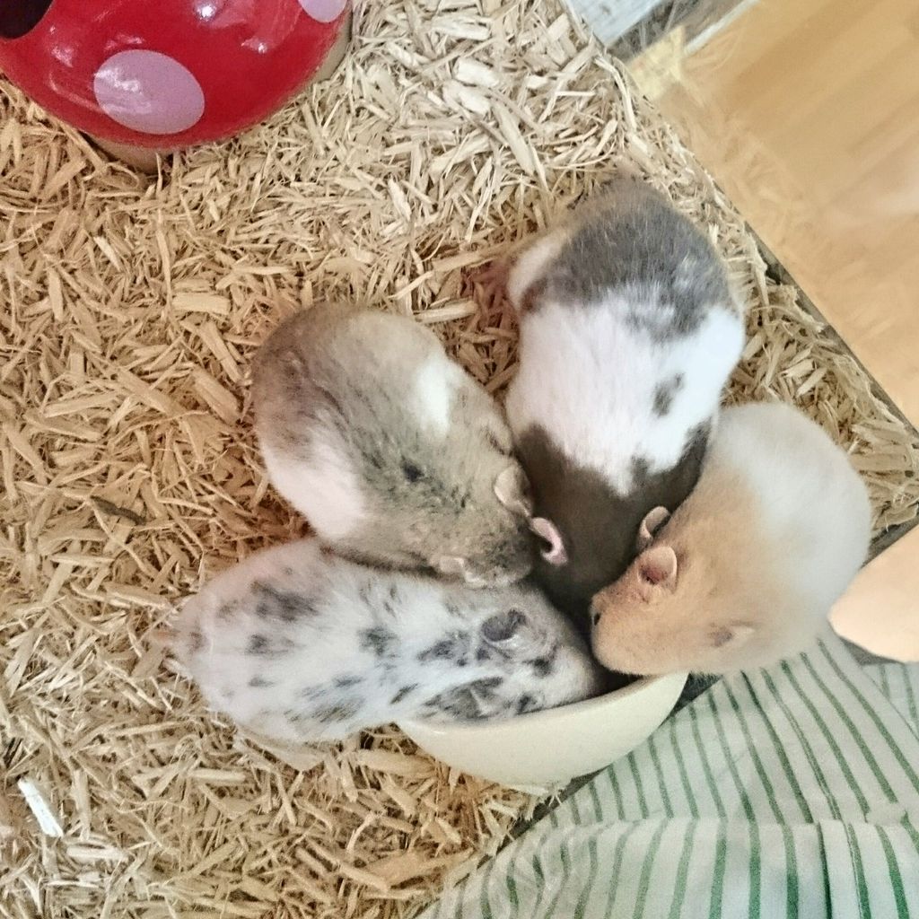 ハムスター いっぱい 岐阜県本巣郡 ワンラブ バロー北方店blog