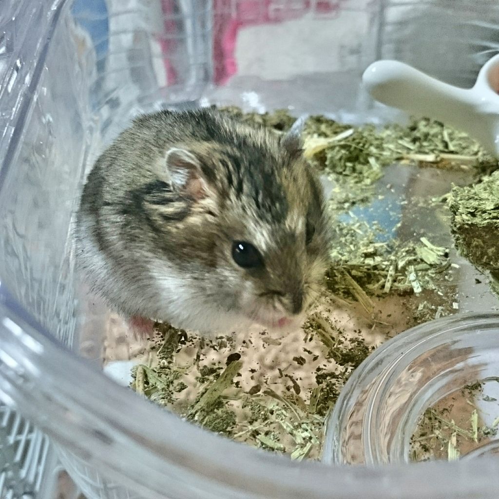 ハムスター いっぱい 岐阜県本巣郡 ワンラブ バロー北方店blog ハムスター いっぱい 岐阜県本巣郡 ワンラブ バロー北方店blog