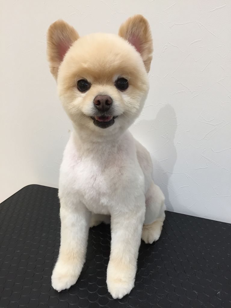 ポメラニアン シャンプーカット バロー北方 野久 岐阜県本巣郡 ワンラブ バロー北方店blog ポメラニアン シャンプーカット バロー北方 野久 岐阜県本巣郡 ワンラブ バロー北方店blog