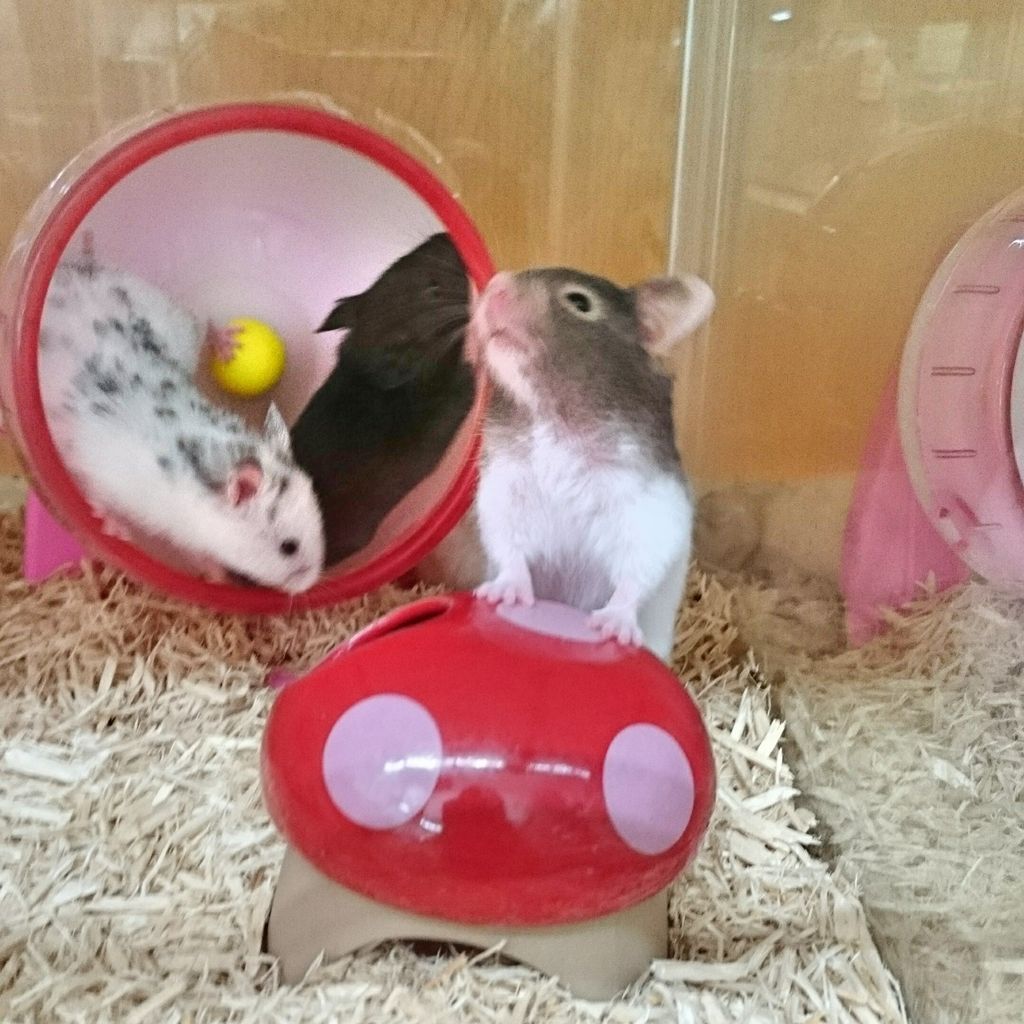ハムスター いっぱい 岐阜県本巣郡 ワンラブ バロー北方店blog