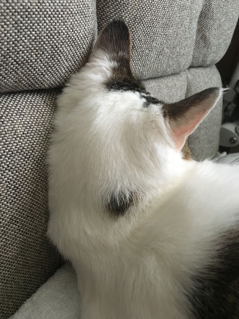 猫の後頭部 岐阜県本巣郡 ワンラブ バロー北方店blog 猫の後頭部 岐阜県本巣郡 ワンラブ バロー北方店blog