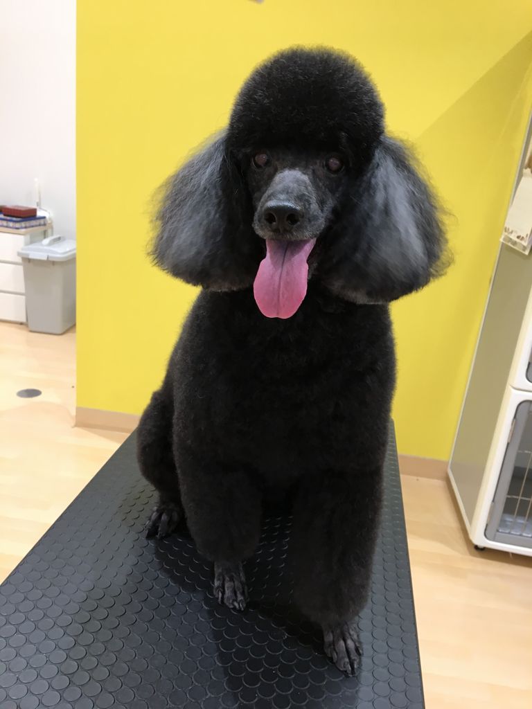 トイプードル シャンプーカット バロー北方 高木 岐阜県本巣郡 ワンラブ バロー北方店blog