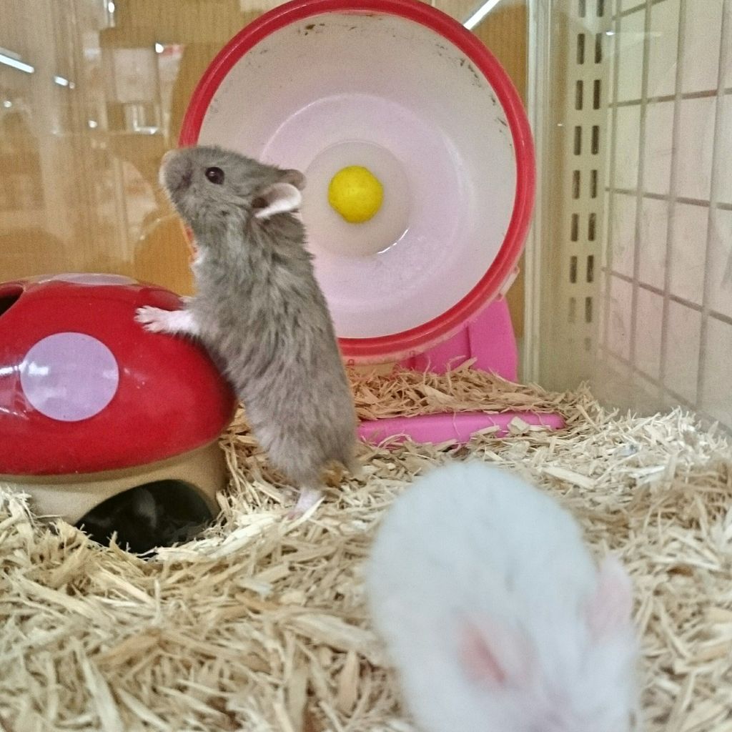 ハムスター いっぱい 岐阜県本巣郡 ワンラブ バロー北方店blog