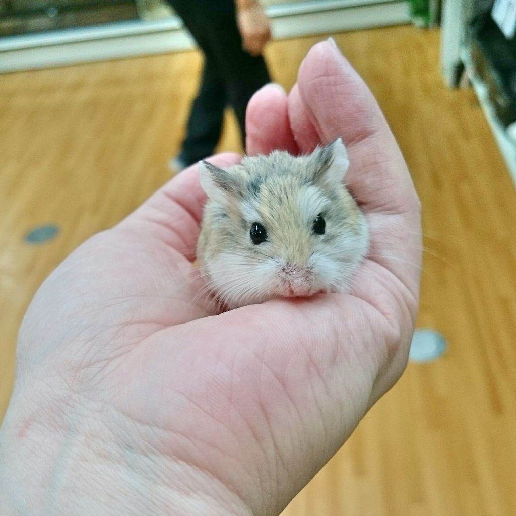 ハムスター いっぱい 岐阜県本巣郡 ワンラブ バロー北方店blog