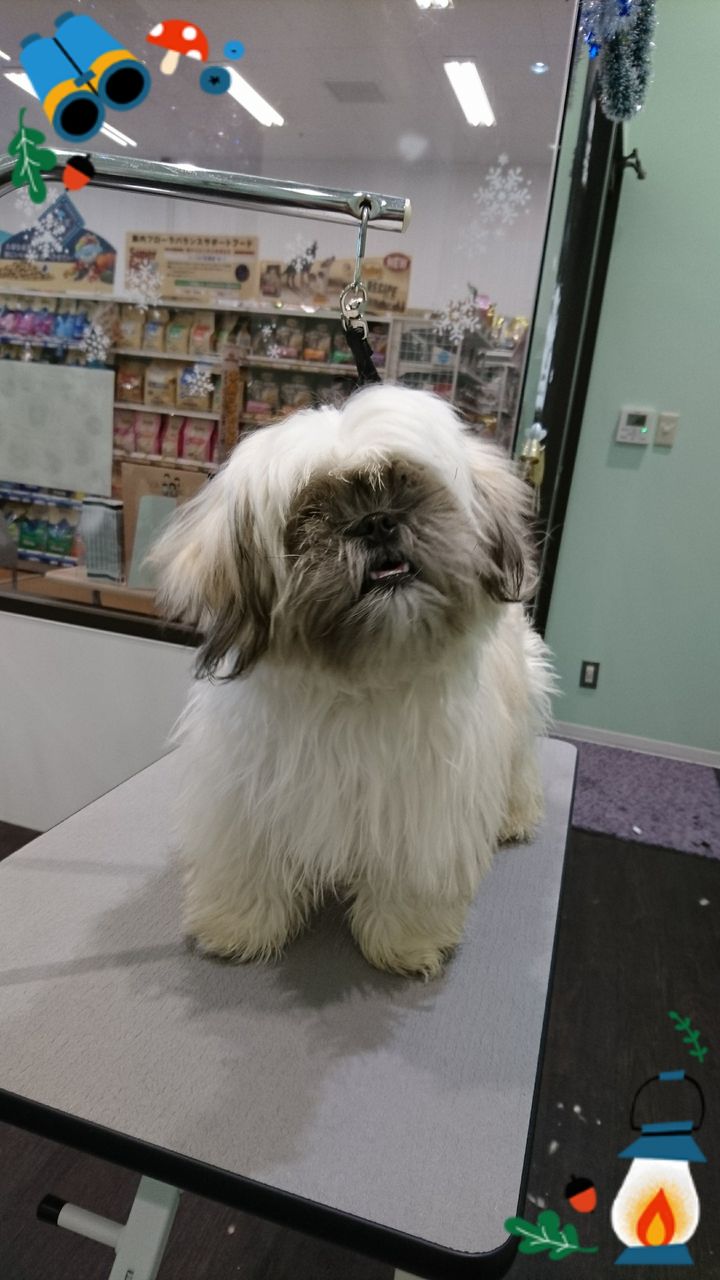ミックス犬 マルチーズ ペキニーズ Sc 山梨中央店 堤 山梨県 中央市 ワンラブ イオンタウン山梨中央店のブログ ミックス犬 マルチーズ ペキニーズ Sc 山梨中央店 堤 山梨県 中央市 ワンラブ イオンタウン山梨中央店のブログ