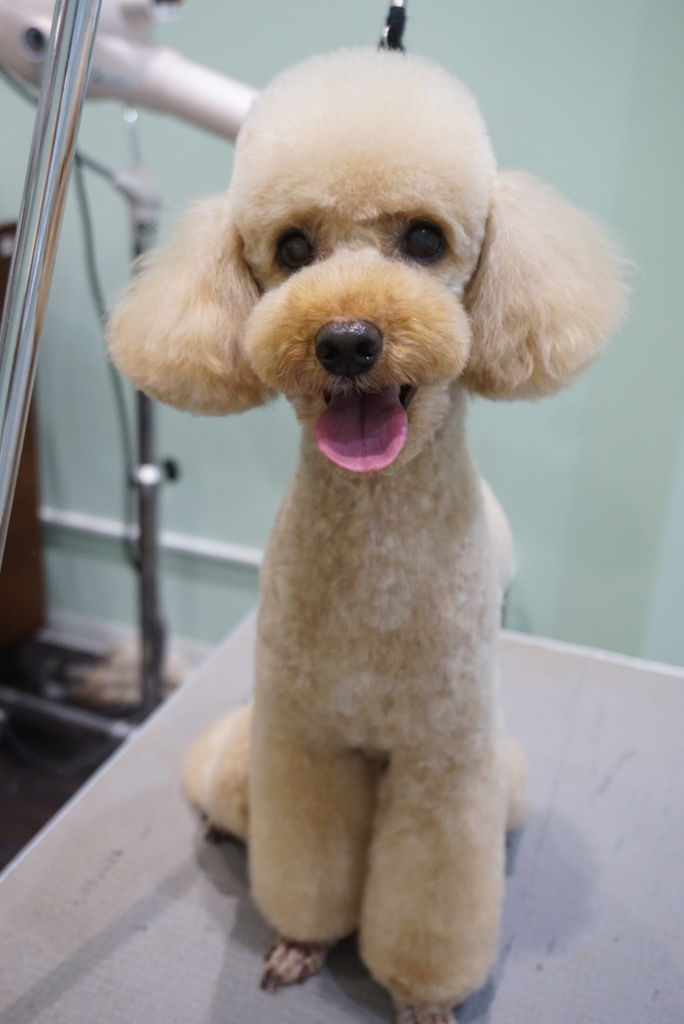 トリミングブログ Ss Sc 山梨中央店 山田 山梨県 中央市 ワンラブ イオンタウン山梨中央店のブログ