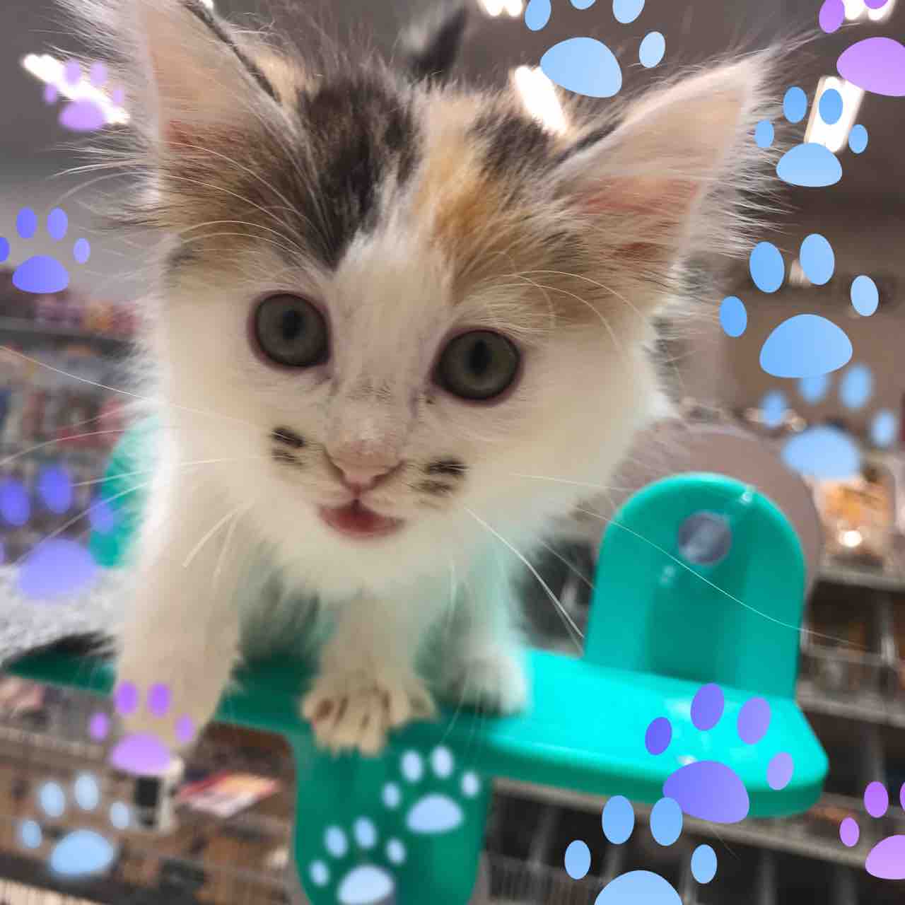 ニャンニャンの日😺 : 山梨県 中央市 ワンラブ イオンタウン山梨中央店 