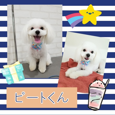 Collage 2019-06-22 22_21_49