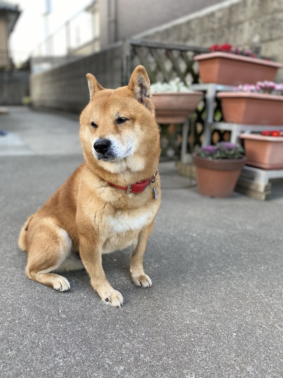 柴犬の優太 鹿児島県鹿児島市 ワンラブ ニシムタ与次郎店 ブログ