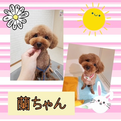 Collage 2019-06-24 16_46_04