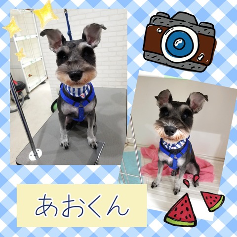 Collage 2019-06-22 22_19_47