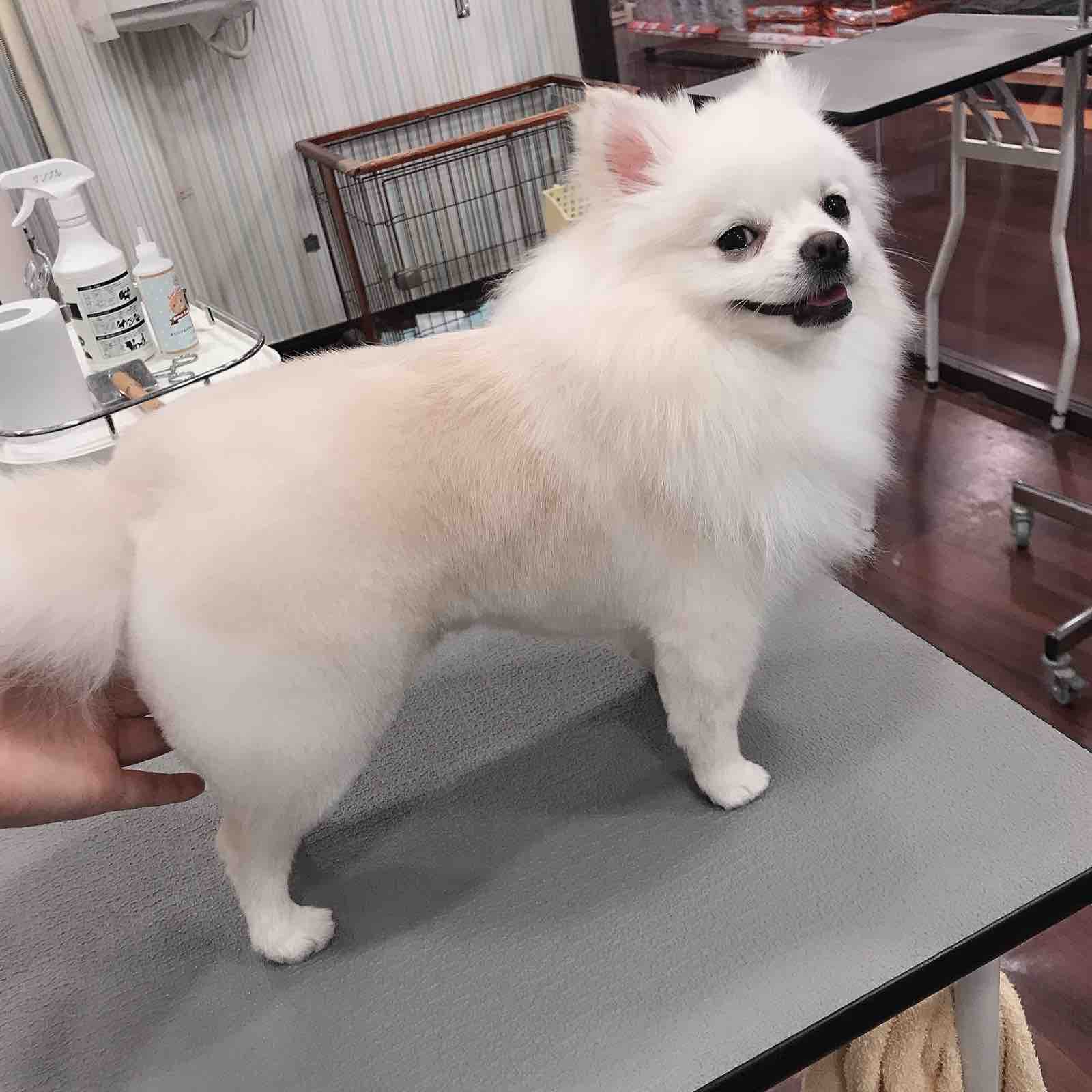 ポメチー シャンプーカット 四日市店 落合 三重県 四日市市 ペットショップ ワンラブ四日市店