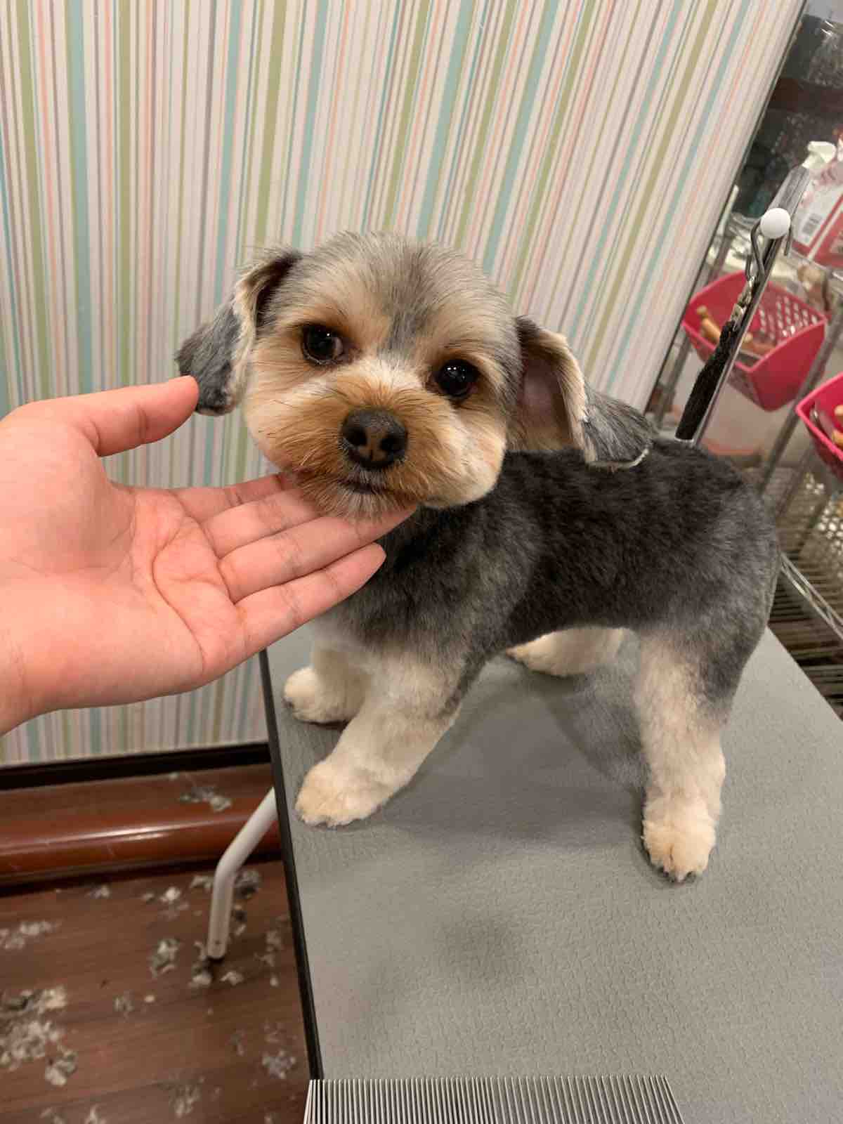 マルキー シャンプーカット 四日市店 落合 三重県 四日市市 ペットショップ ワンラブ四日市店 マルキー シャンプーカット 四日市店 落合 三重県 四日市市 ペットショップ ワンラブ四日市店