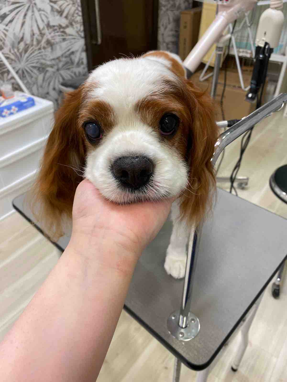 キャバリア シャンプーカット 四日市店 稲熊 三重県 四日市市 ペットショップ ワンラブ四日市店