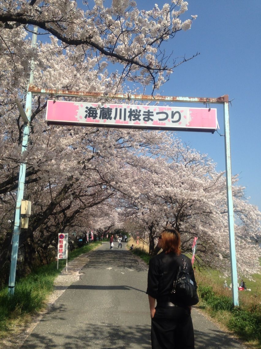海蔵川 桜祭り 三重県 四日市市 ペットショップ ワンラブ四日市店