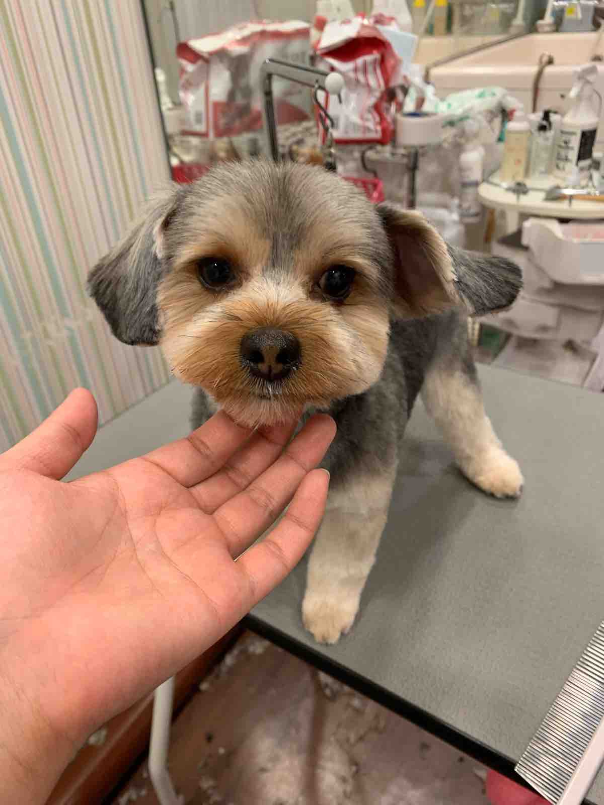 マルキー シャンプーカット 四日市店 落合 三重県 四日市市 ペットショップ ワンラブ四日市店 マルキー シャンプーカット 四日市店 落合 三重県 四日市市 ペットショップ ワンラブ四日市店