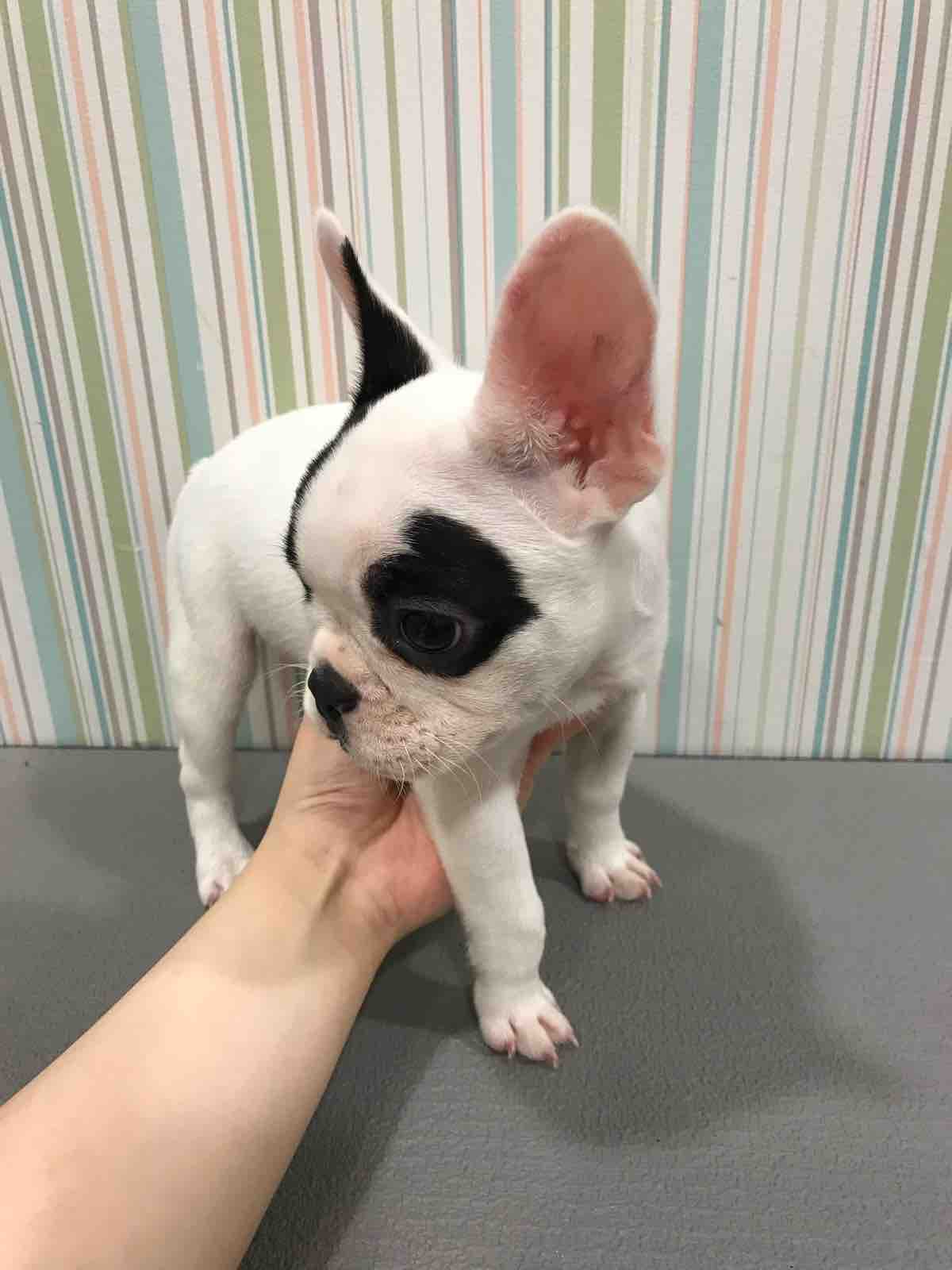 お店の仔犬 フレンチブルドッグ シャンプーセット 四日市店 稲熊 三重県 四日市市 ペットショップ ワンラブ四日市店 お店の仔犬 フレンチブルドッグ シャンプーセット 四日市店 稲熊 三重県 四日市市 ペットショップ ワンラブ四日市店