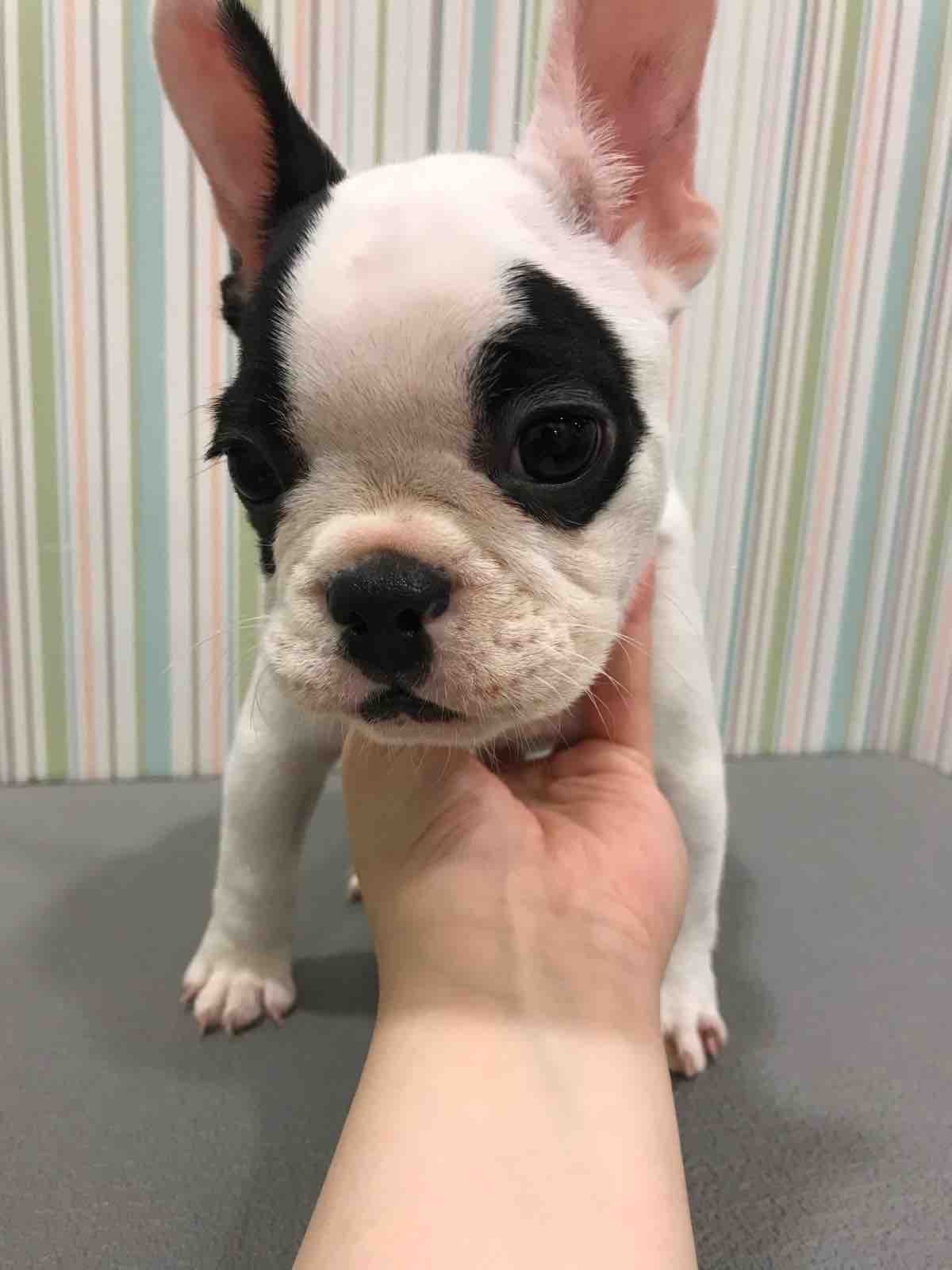 お店の仔犬 フレンチブルドッグ シャンプーセット 四日市店 稲熊 三重県 四日市市 ペットショップ ワンラブ四日市店 お店の仔犬 フレンチブルドッグ シャンプーセット 四日市店 稲熊 三重県 四日市市 ペットショップ ワンラブ四日市店