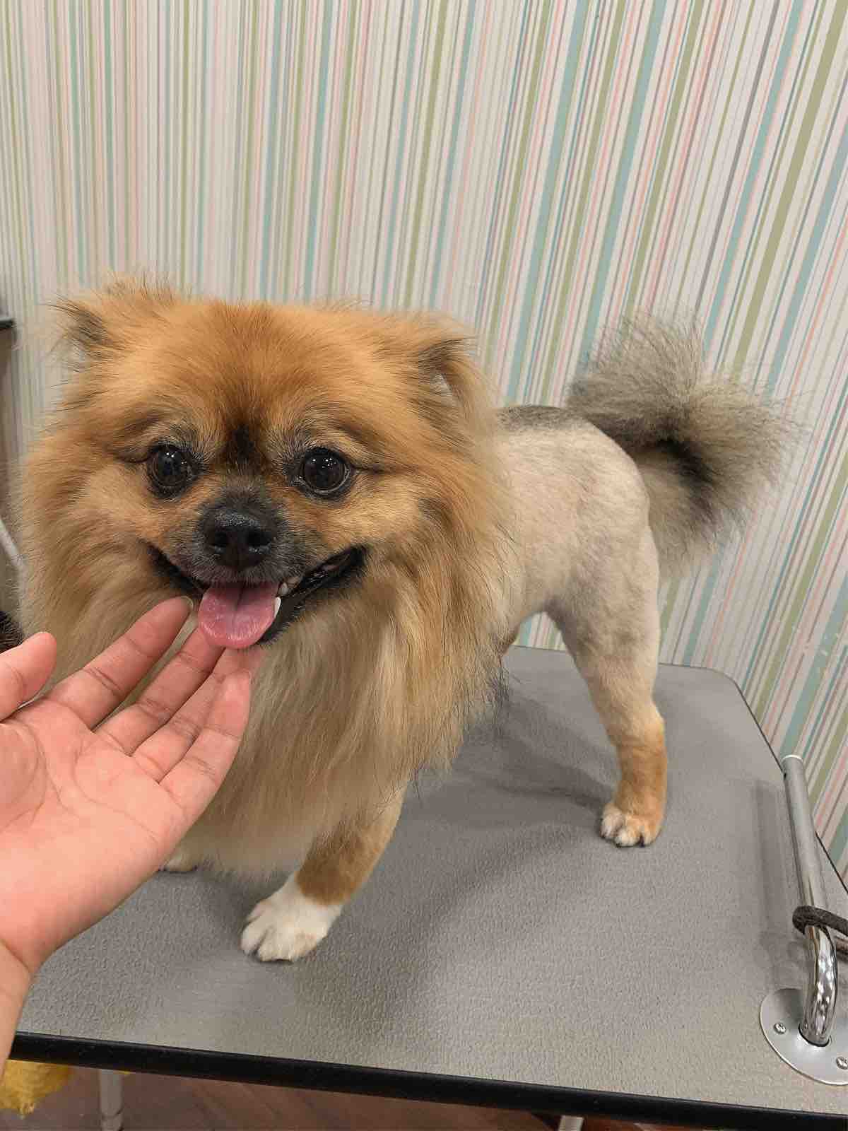 ポメチー シャンプーカット 四日市店 落合 三重県 四日市市 ペットショップ ワンラブ四日市店