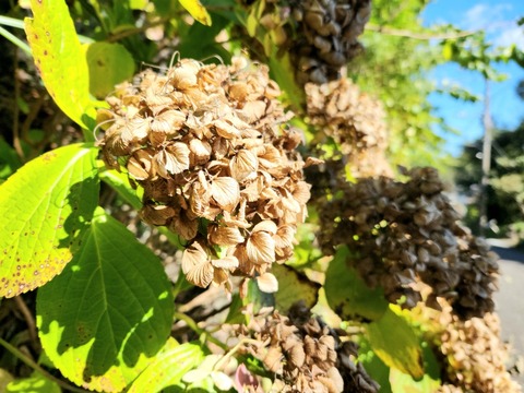 20251103_114429_resized