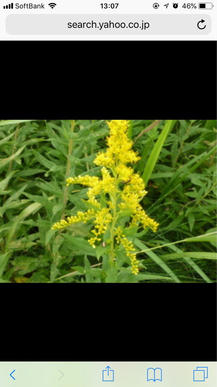 秋の花粉症 ワンツウスタッフblog