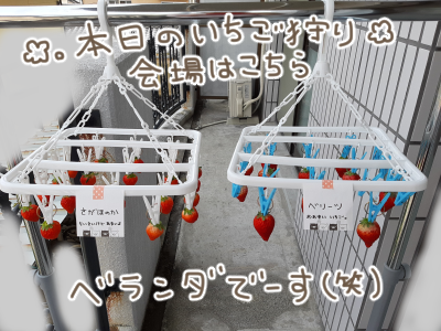いちご狩り3