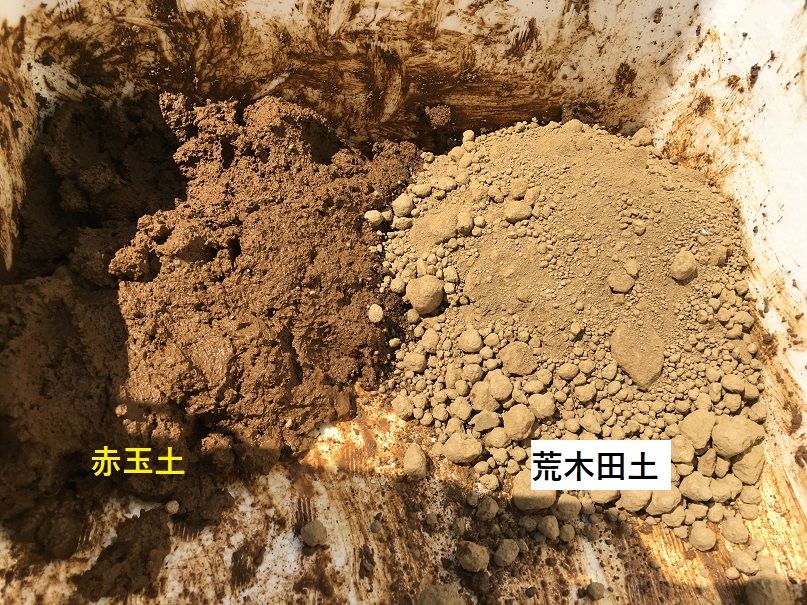 睡蓮の株分け 鬼さんこちら