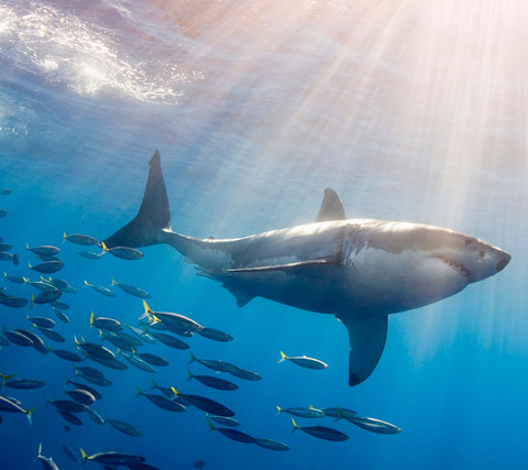 6563fb2a97379d32a7956abea0bd1e66